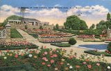 A Section of Rose Garden, Rock Springs Park Fort Worth Texas Original Vintage Postcard
